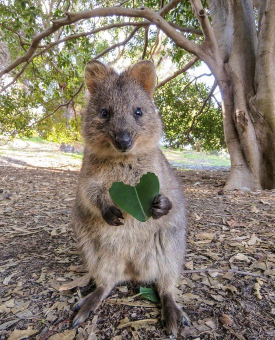 Smiling Quokka