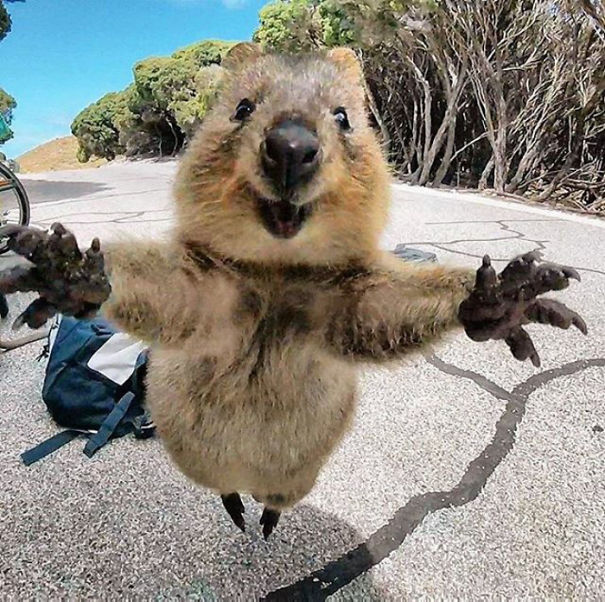 Curious Quokka